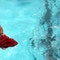 The CDC studied public Atlanta-area pools last summer and found that nearly  percent of the filters contained E. Coli, the same bacteria found in human feces.